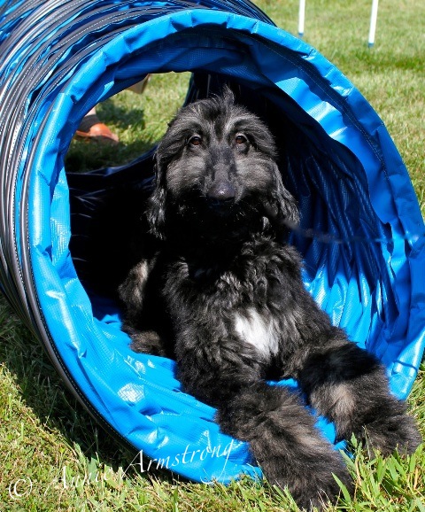 Nygel Agility.jpg - 170.68 K